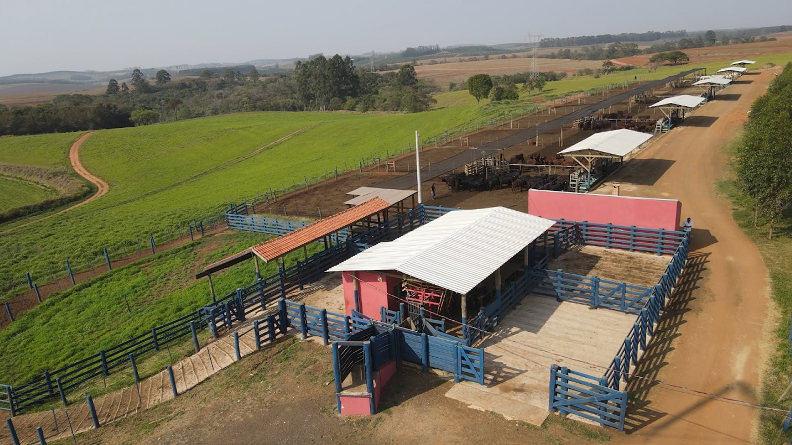 Maior vendedora de touros Canchim realiza prova intra-rebanho - Canchim ILMA