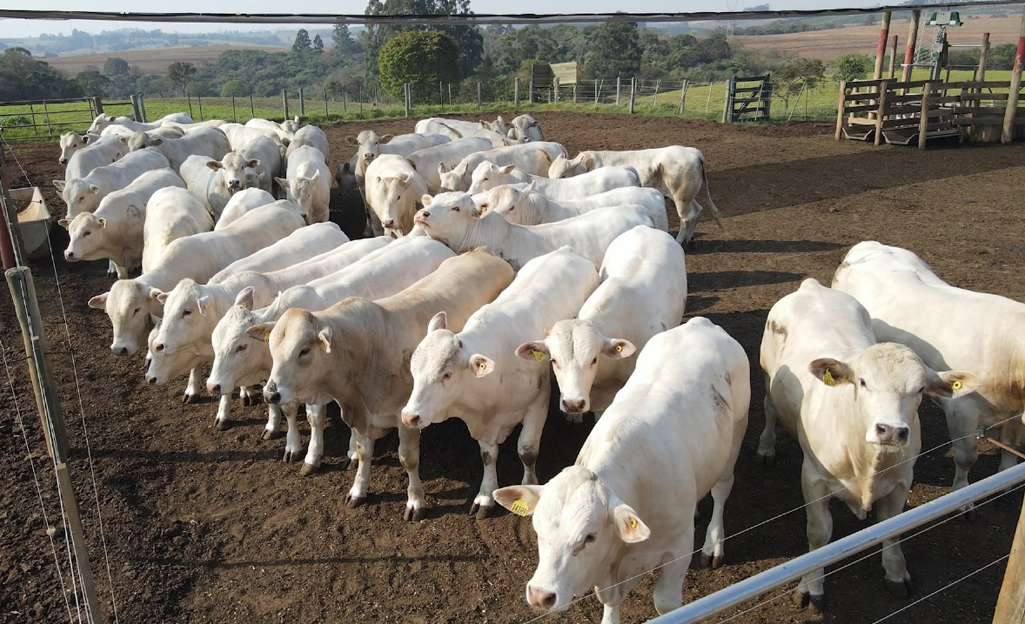 Maior vendedora de touros Canchim realiza prova intra-rebanho - Canchim ILMA