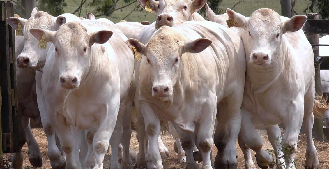 Maior vendedora de touros Canchim realiza prova intra-rebanho - Canchim ILMA - touros canchim
