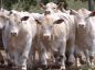 Maior vendedora de touros Canchim realiza prova intra-rebanho - Canchim ILMA - touros canchim