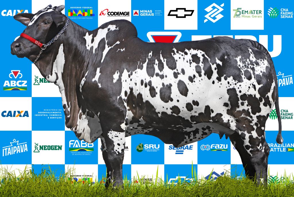 Matriz Nelore Pintado - Madame FIV GC da SL - vaca