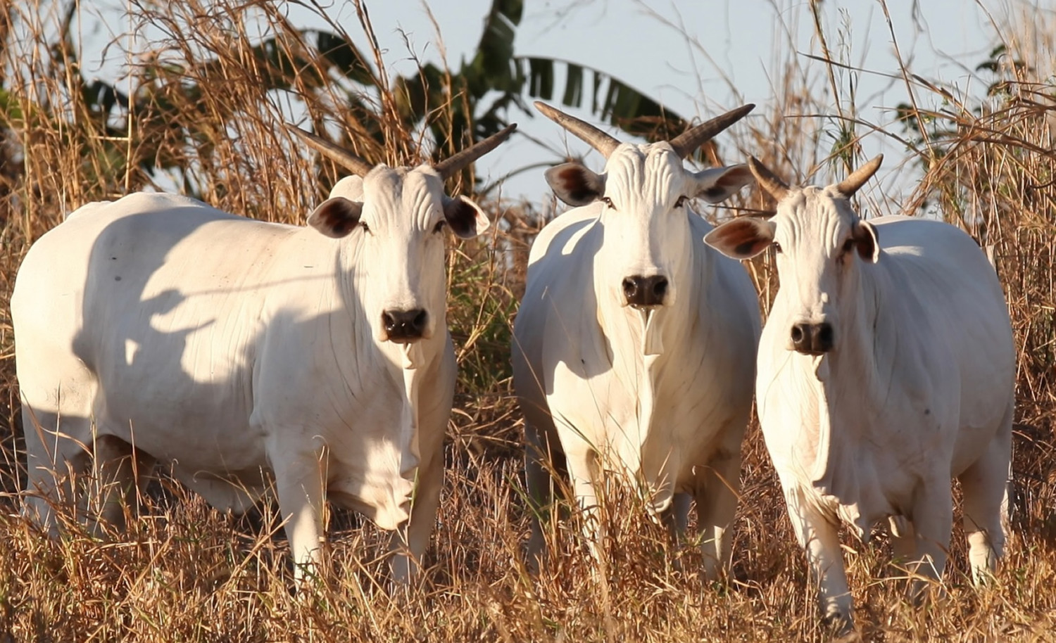 Matrizes Neleore ADIR vaca - fotao