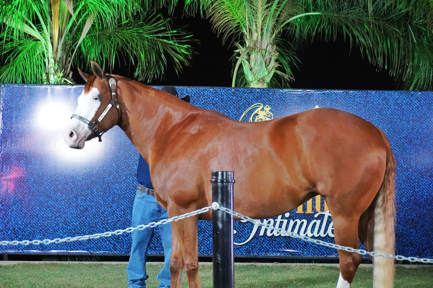 Leilão Prime Horse Intimates reúne elite genética do QM em Araçatuba