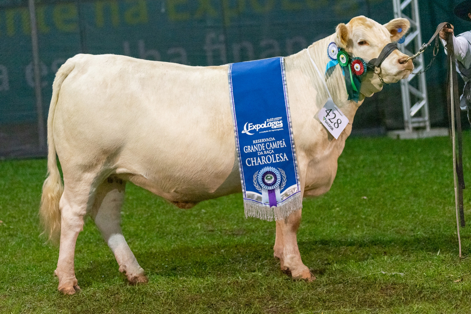 Reservada de grande campea - Evolue AG