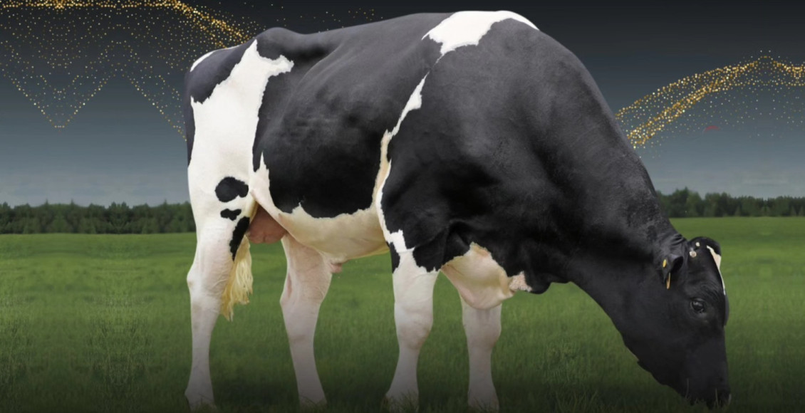 Select Sires do Brasil se despede de 009HO04000 CALEB - Touro Holandes
