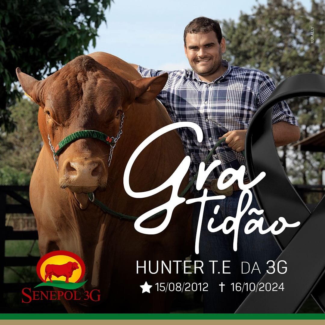Touro da raça Senepol Hunter T.E. 3G. 