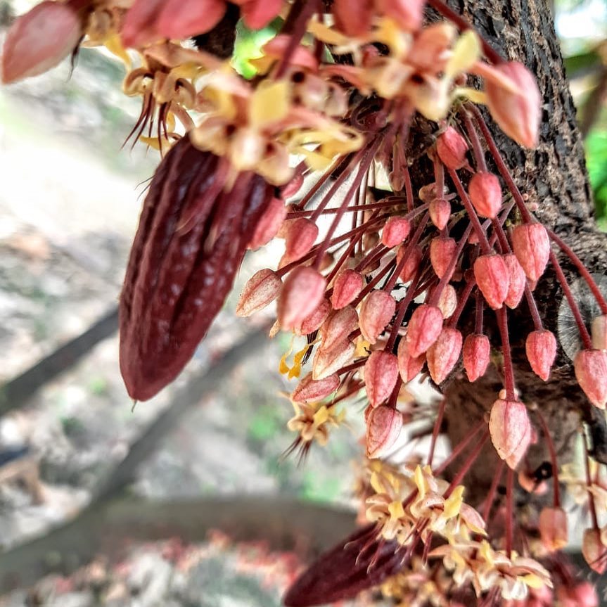 Tempo de florada no Cerradao - Moises Schmidt