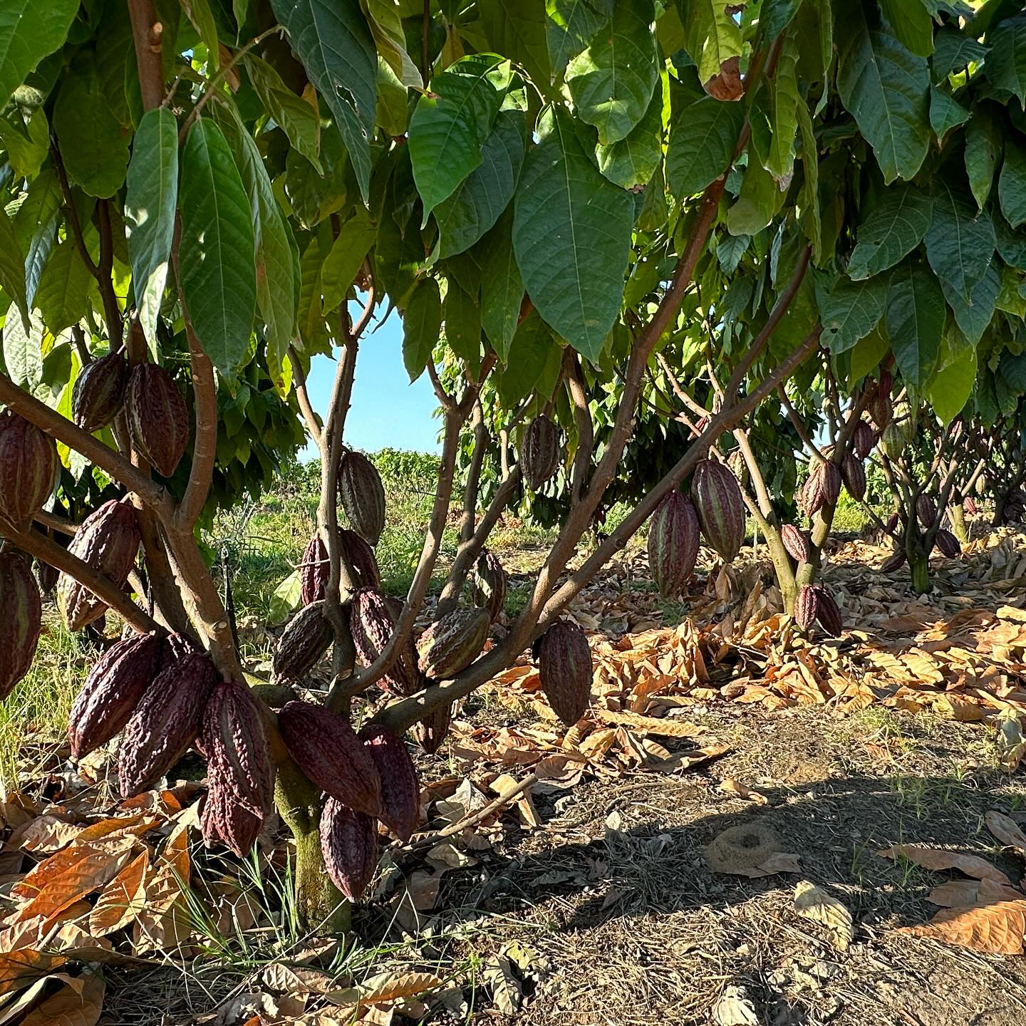 Tempo de florada no Cerradao - arvore de cacau Moises Schmidt