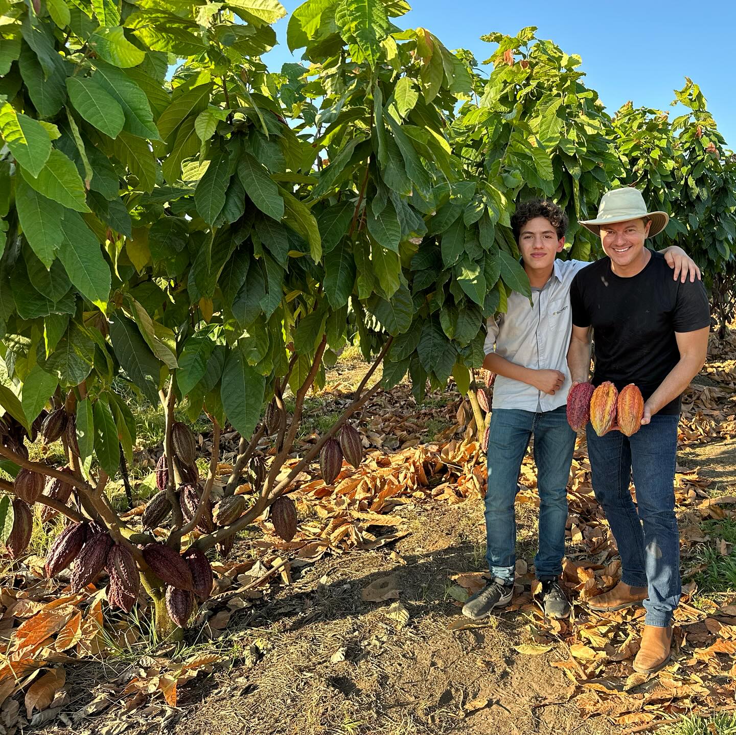 Tempo de florada no Cerradao - arvore de cacau Moises Schmidt