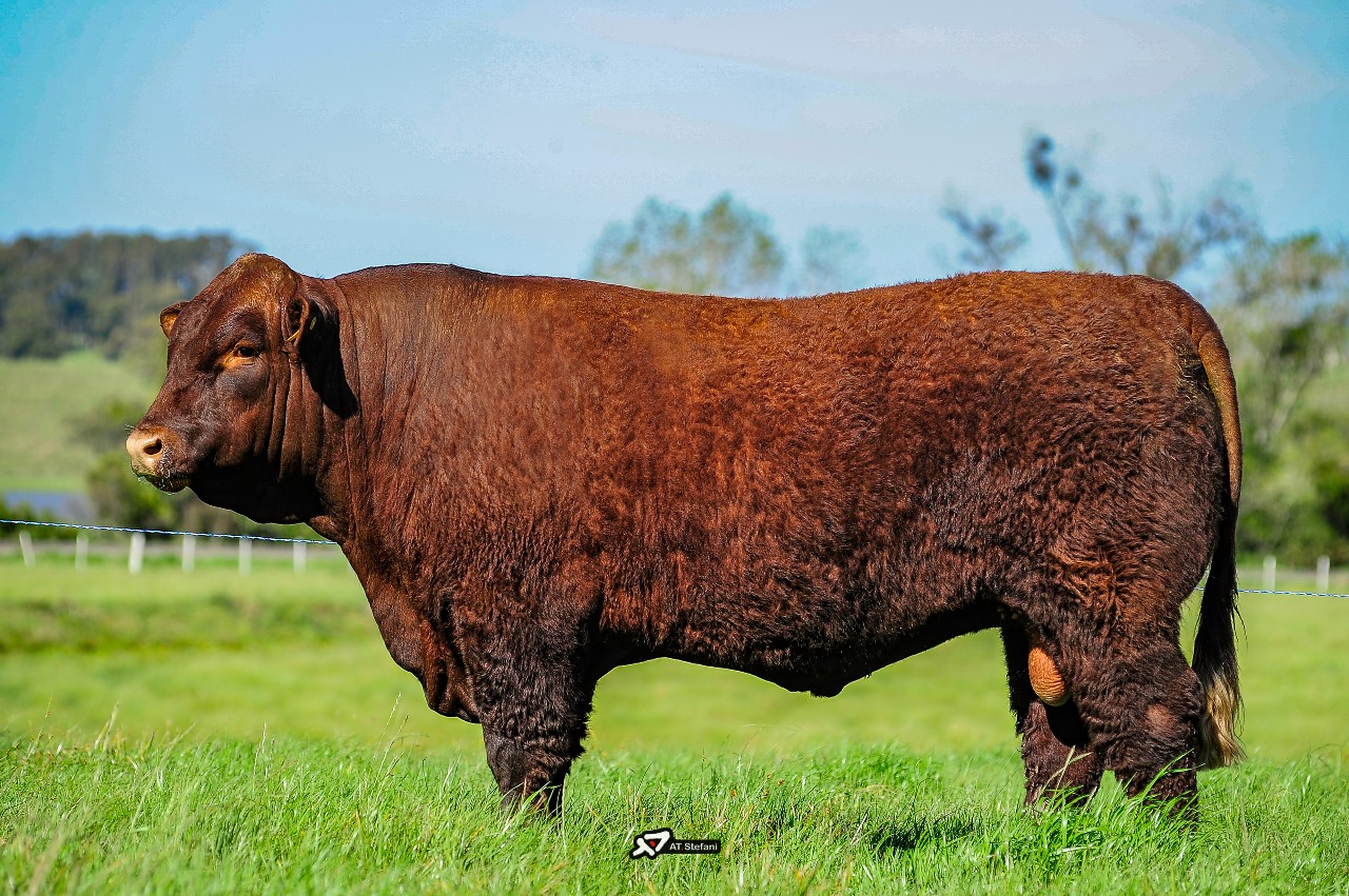 Touro DEVON Bello -Saudade IL 6444 - Grande Campeao Expointer 2023 - Alexandre Stefani