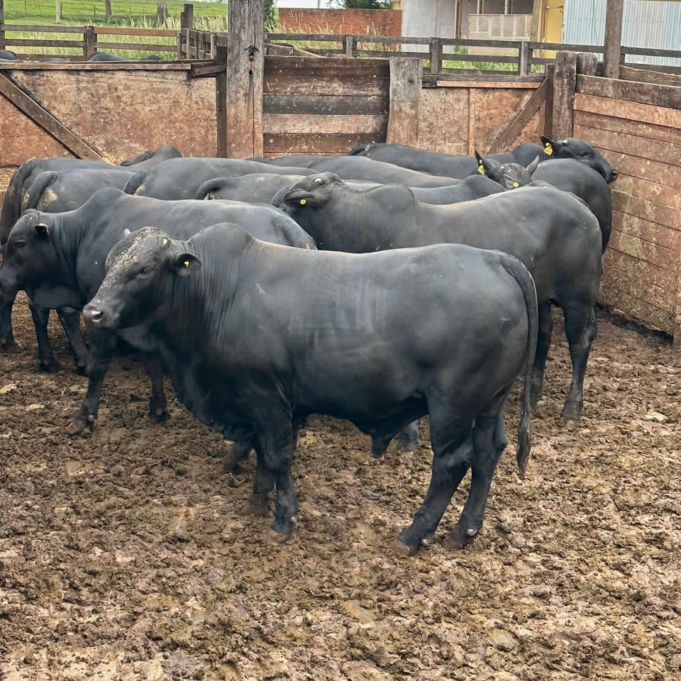 Machos tricross com sangue Angus