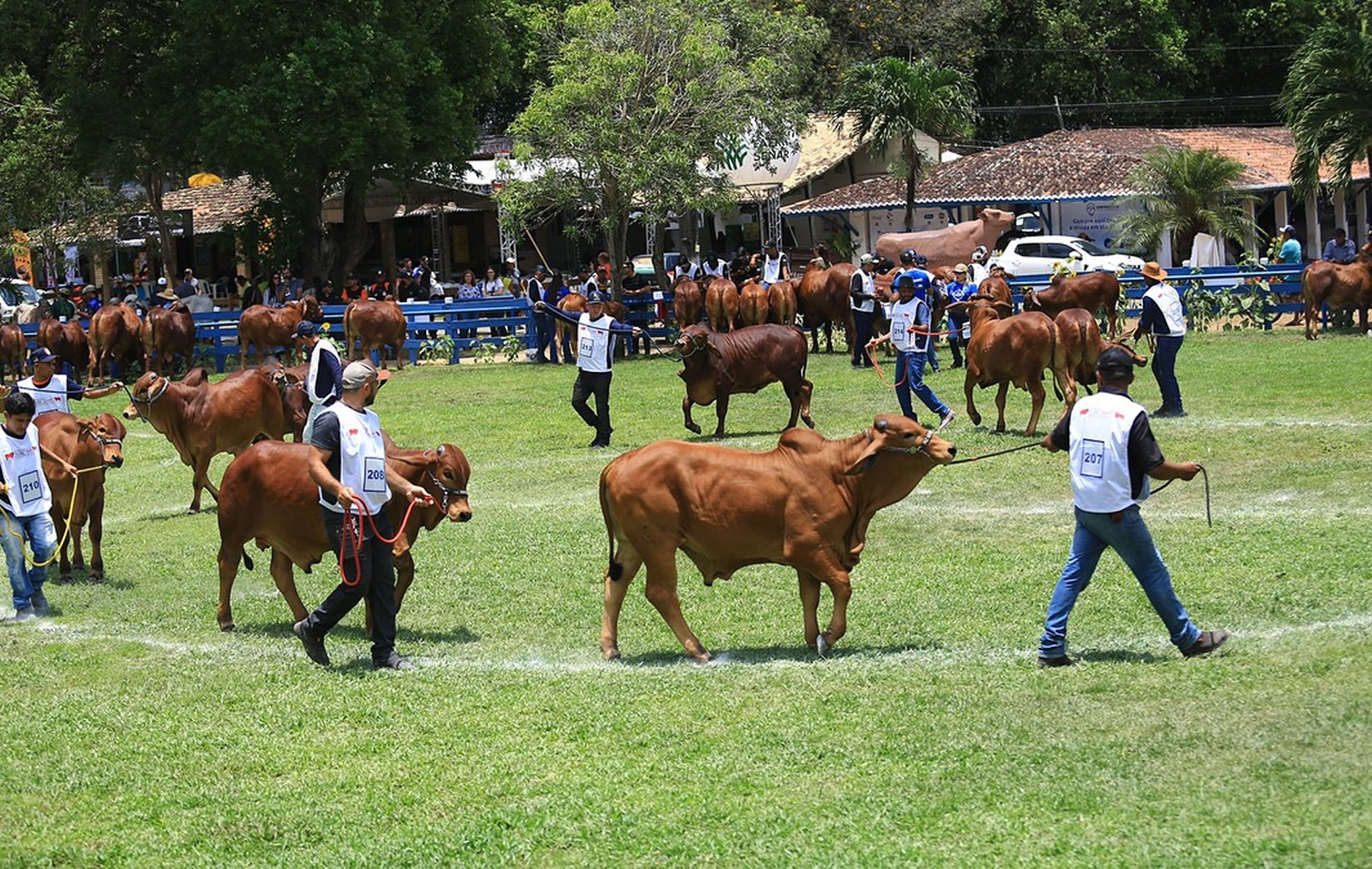 animais da raca sindi - exposindi no rio grande do norte