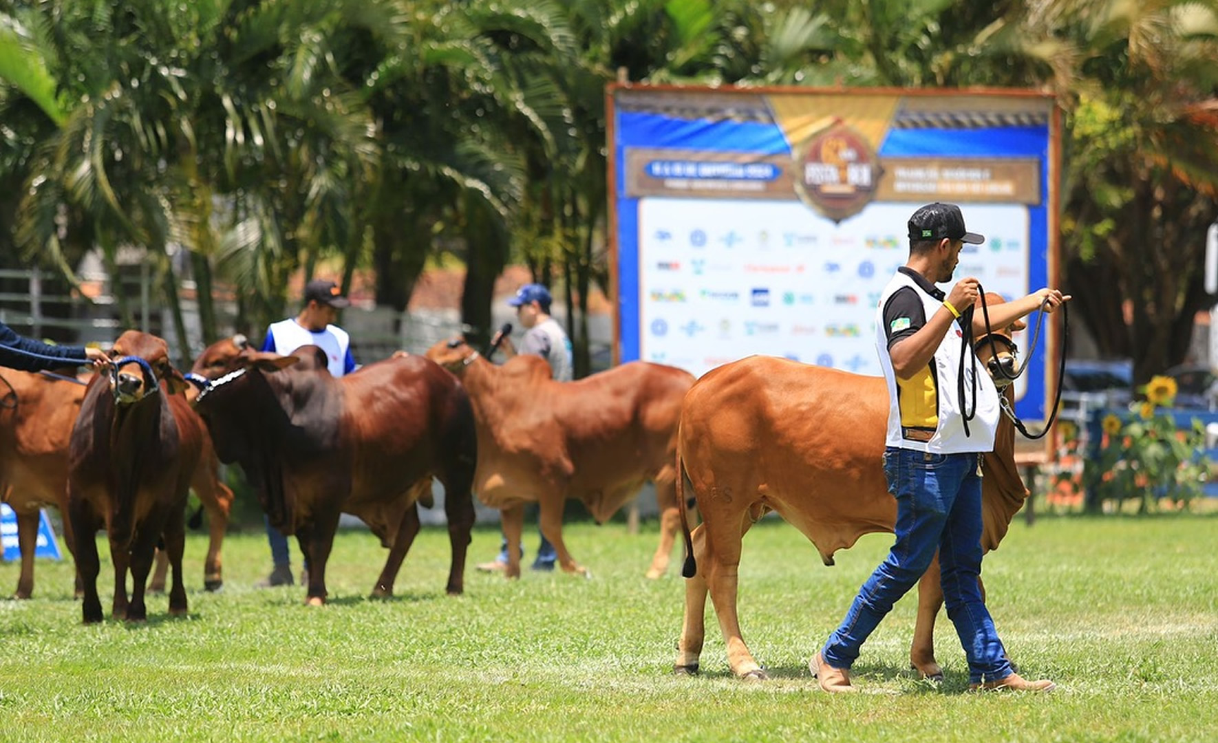 animais da raca sindi - exposindi no rio grande do norte