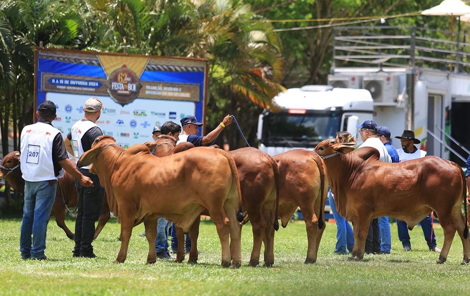 animais da raca sindi - exposindi no rio grande do norte