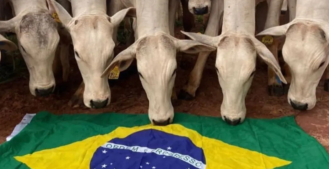 boiada admirando a bandeira do brasil - dia da pecuaria