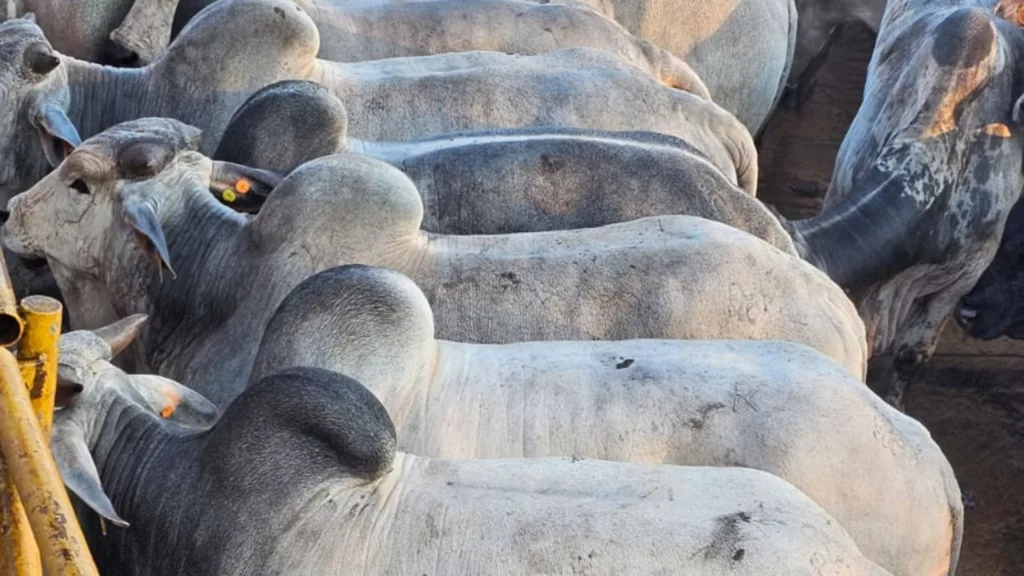 gadao da slc agricola - pronta para o abate - rendimento de carcaca