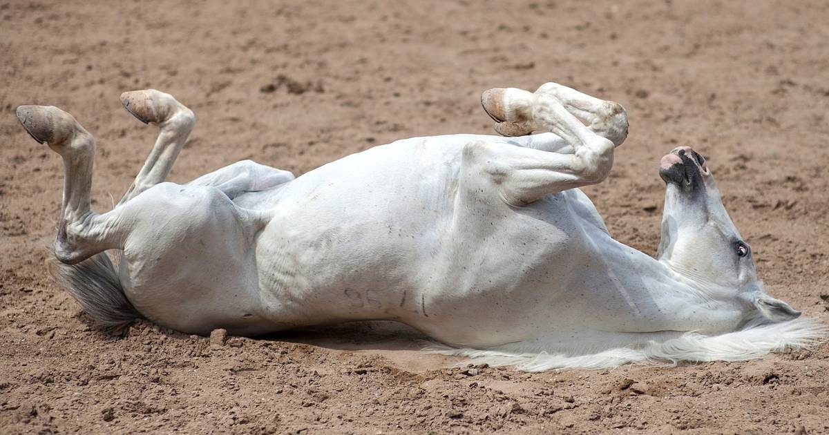 Entenda a cólica em equinos: O que é, causas e como tratar