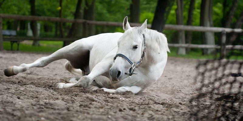 Entenda a cólica em equinos: O que é, causas e como tratar