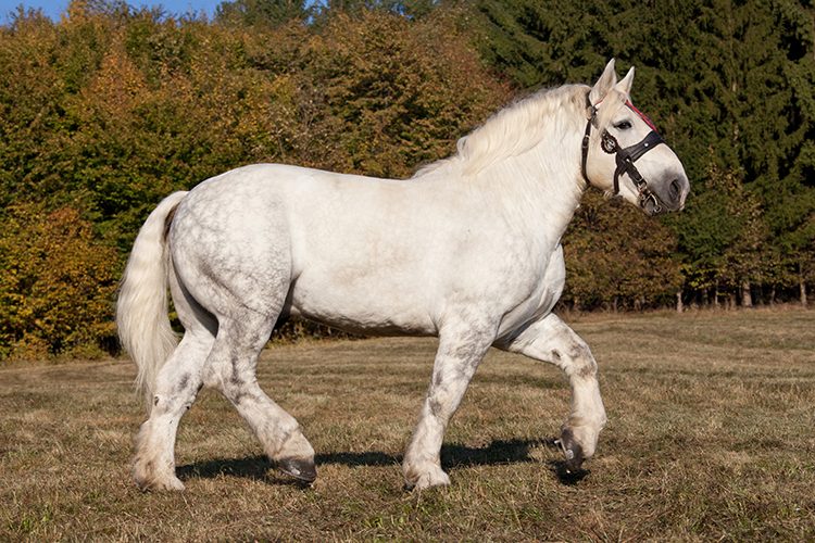 VÍDEO: Conheça camelote, o cavalo gigante que come 16 quilos de ração diários
