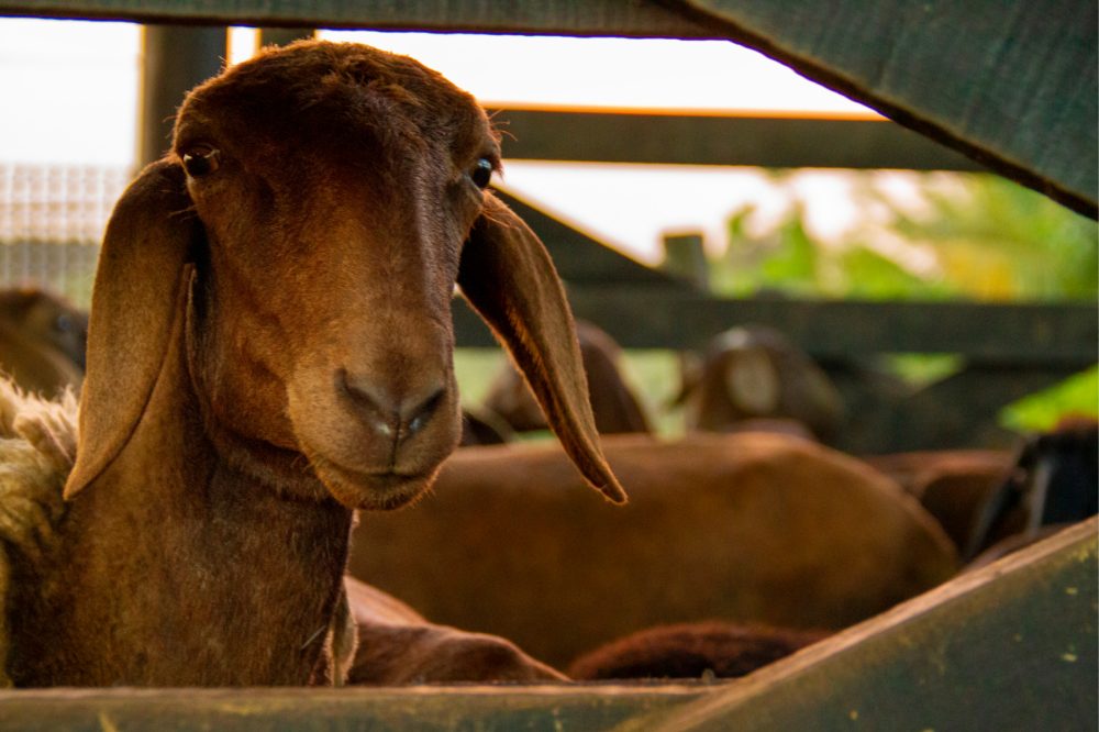Conheça as principais raças de ovelhas produtoras de leite