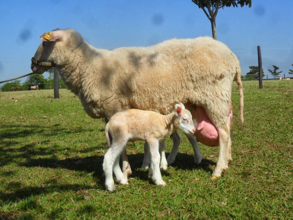 Conheça as principais raças de ovelhas produtoras de leite