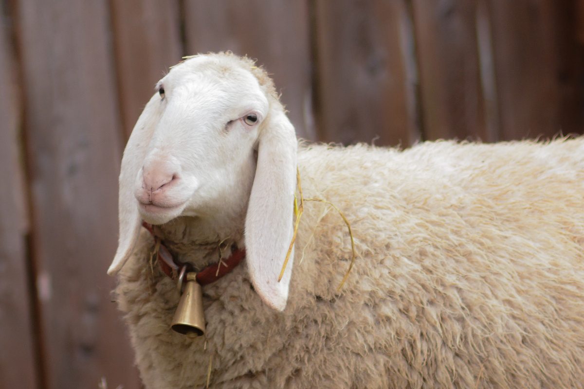 Conheça as principais raças de ovelhas produtoras de leite
