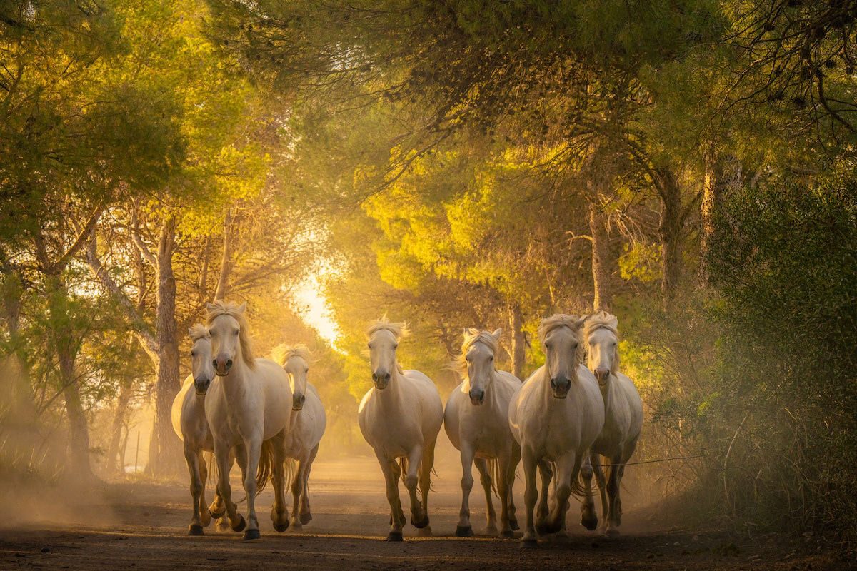 Conheça o Cavalo Camargue: A beleza do sul da França