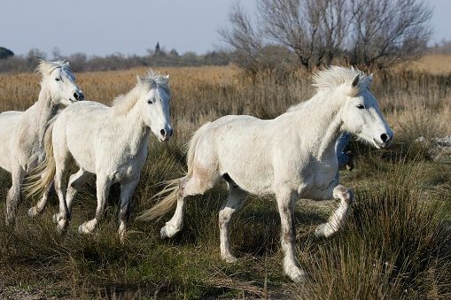 Conheça o Cavalo Camargue: A beleza do sul da França