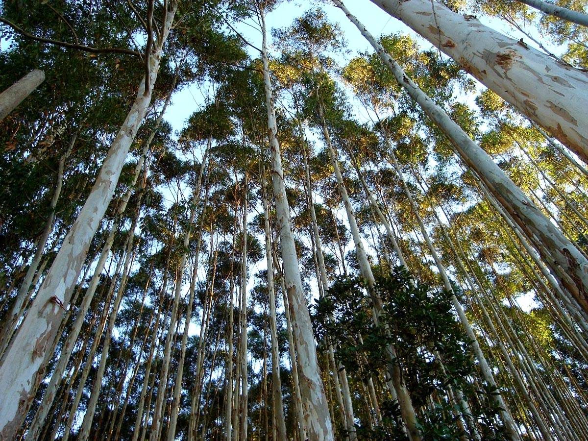 Afinal, o cultivo de eucalipto é mesmo prejudicial ao meio ambiente?