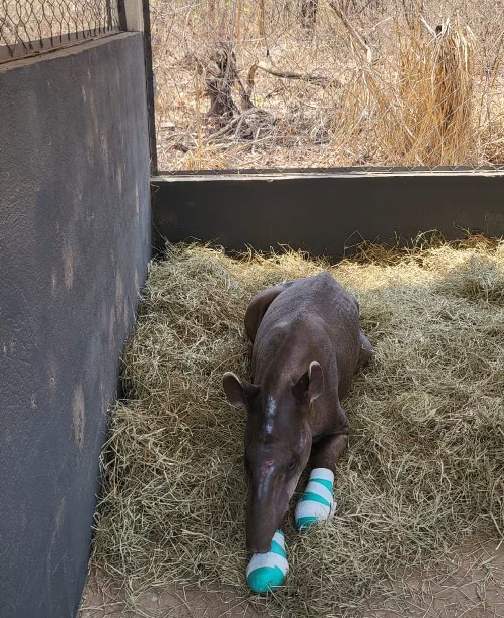 Animais resgatados de queimadas são evacuados de abrigo após ameaça de novo incêndio