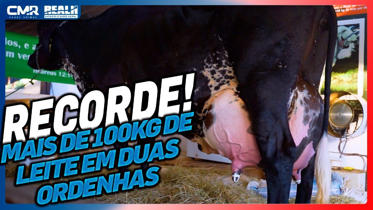 Vaca Girolando produz mais de 100kg de leite em duas ordenhas