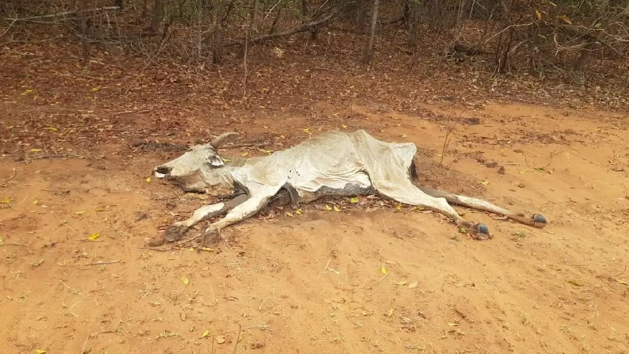 Fazendeiro é multado em R$ 1 milhão após gado morrer de fome em meio à seca no Pantanal