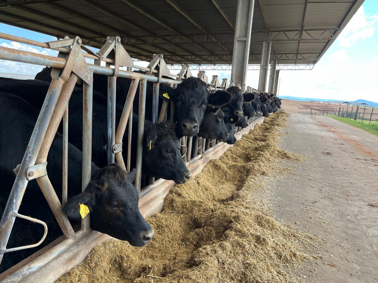 Fazenda Lagoa Dourada