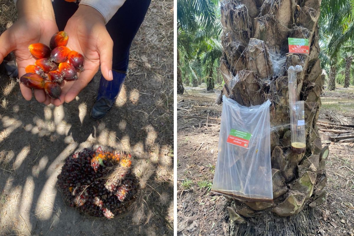 Produção de óleo de palma do Pará na rota da sustentabilidade