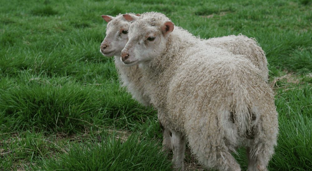 Clonagem de animais: Entenda a regulamentação que pode se tornar lei