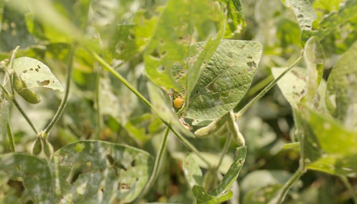Controle de percevejos na lavoura: Estratégias para proteger sua colheita