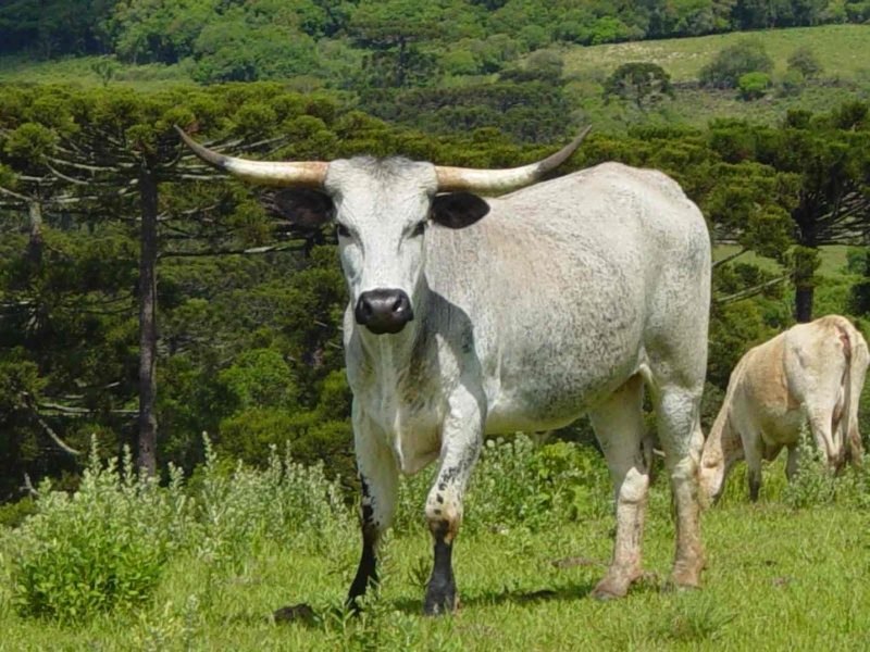 5 raças de gado brasileiras pouco conhecidas