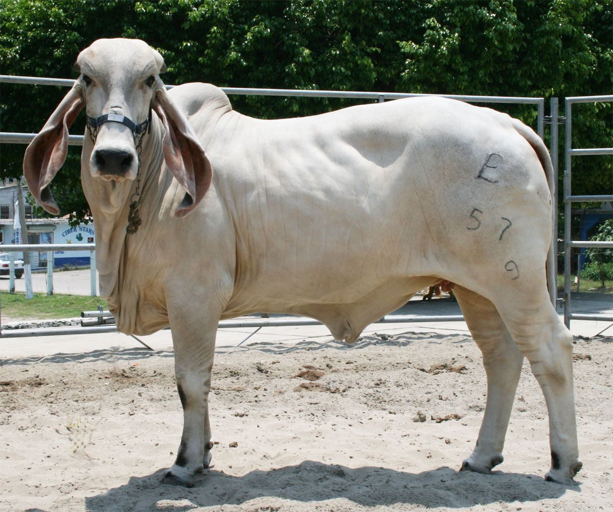 5 raças de gado brasileiras pouco conhecidas
