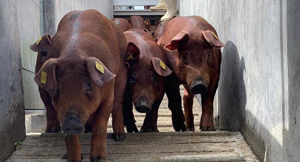 Top 4 principais raças de porcos brasileiros