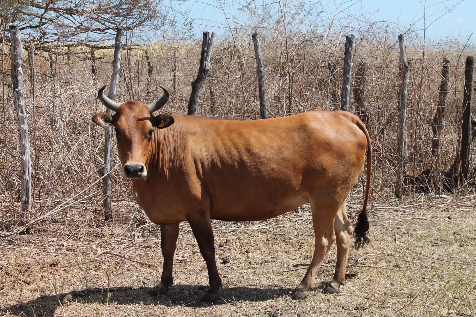 5 raças de gado brasileiras pouco conhecidas