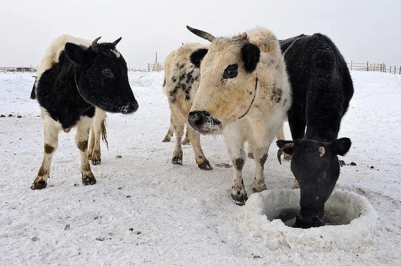 Conheça o bovino raro que resiste a invernos de -50°C
