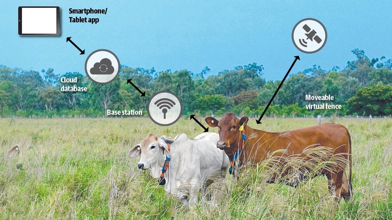 Empresa lança 'cerca virtual' revolucionária para manejo de bovinos