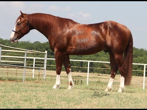 Os 5 grandes garanhões quarto de milha que fizeram história