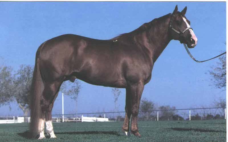 Os 5 grandes garanhões quarto de milha que fizeram história