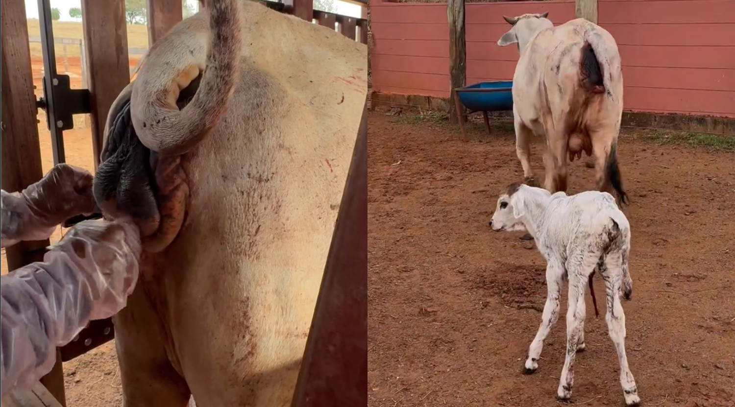 prolapso uterino de vaca nelore pos parto - urgencia veterinaria - com bezerro