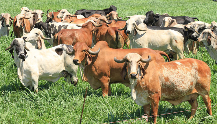 rebanho de vacas gir leiteiro e girolandas