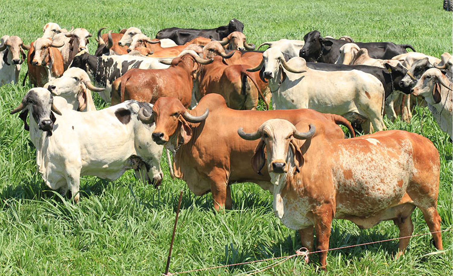 rebanho de vacas gir leiteiro e girolandas
