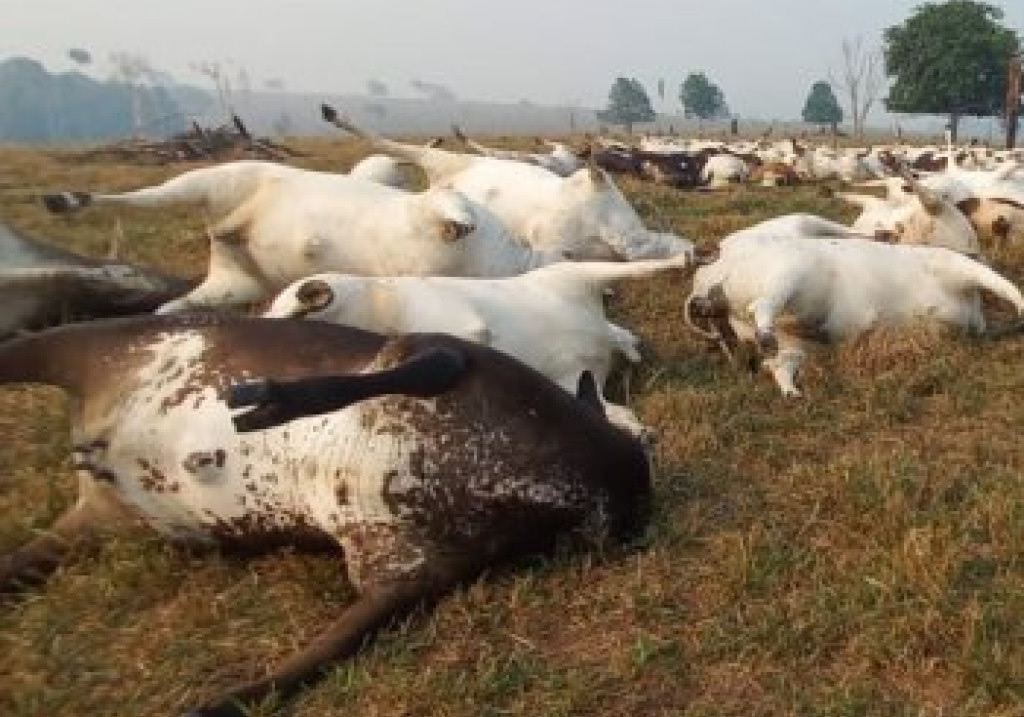 temporal-mata-quase-100-cabecas-de-gado-na-rondonia-1