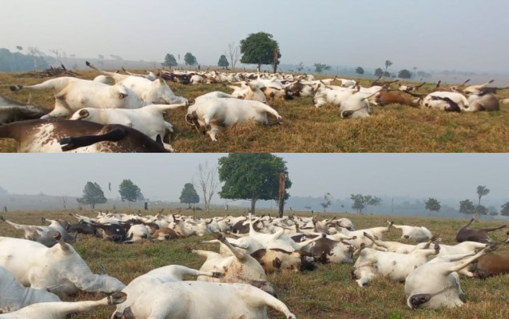 temporal mata quase 100 cabecas de gado na rondonia 2