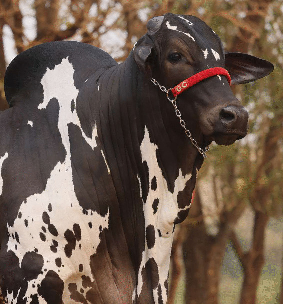 EL CHEFÃO FIV GC DA SL